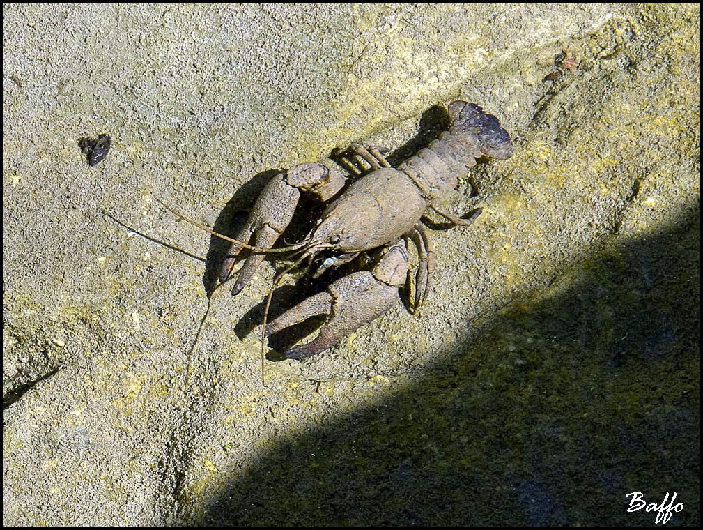Gambero di fiume.